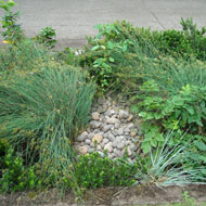 Shady Woodland: An informally arranged planting design using native and ornamental plants Source: City of Portland 