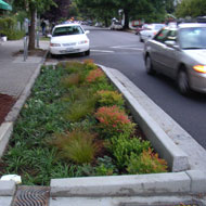  Grasses: A massed planting design that emphasizes the fine textures, year round structure and color variation of grasses Source: City of Portland