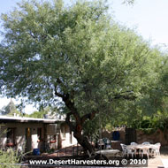 Mesquite trees. Source: Brad Lancaster, www.DesertHarvesters.org